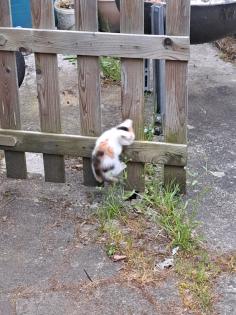Süsse Katzenkitten Suchen neuen Dosenöffner
