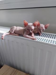 Sphynx nur im Doppelpack