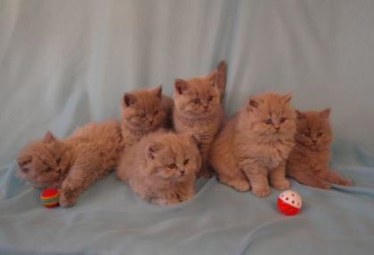 BLH Kitten Highlander Kitten mit Stammbaum 1a Elter Europa Champion