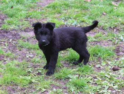 Onyx Rüde Welpe Altdeutscher Schäferhund DDR Linien