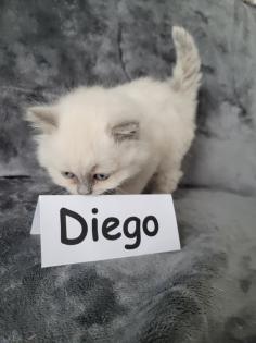 Reinrassige BLH Kitten in Blue Point suchen liebevolle Familie