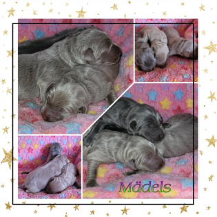 Labrador Welpen mit Papiere
