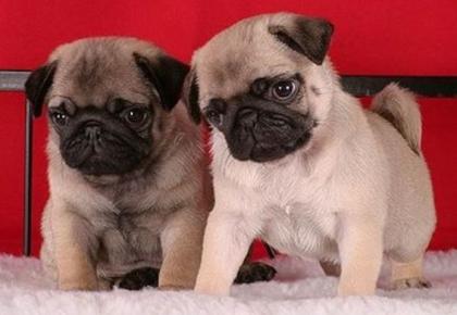Liebe Mops Freunde Mops Welpen Reinrassig