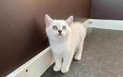 Abgabe bereite BKH blue point kitten