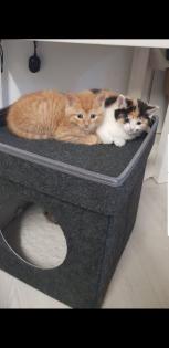Bkh Kitten 2 Glückskatzen 3 farbig