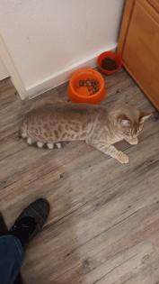Süßer Bengal - Kater Balu sucht ein neues Zuhause