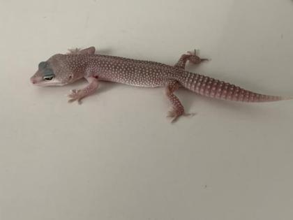 0. 1 Blizzard Leopardgecko Weibchen Enz 22