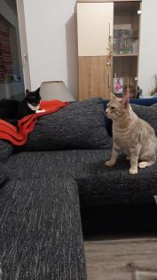 Süßer Bengal - Kater Balu sucht ein neues Zuhause