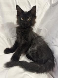 Kitten wie Maine Coon
