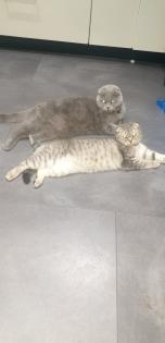 Scottish fold kitten