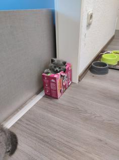 BKH Katzenbabys Reinrassige