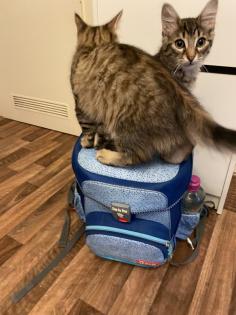 Katzenbabys Van Katze Main Coon Mischling
