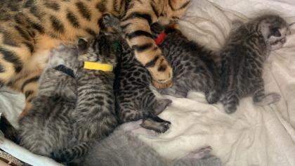 Bengal/BKH mix Kitten Erbkrankheitenfrei