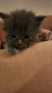 Süsse Main Coon Kitten