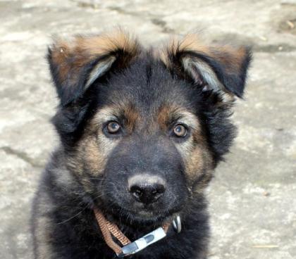 Obiwan Rüde Welpe Altdeutscher Schäferhund DDR Linien