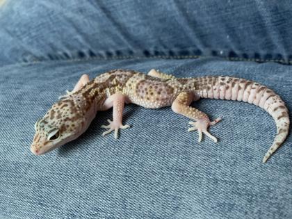 1. 0 Raptor Het Diablo blanko Leopargecko Männchen Enz 22 Übergabe Houten oder Hamm möglich snake r