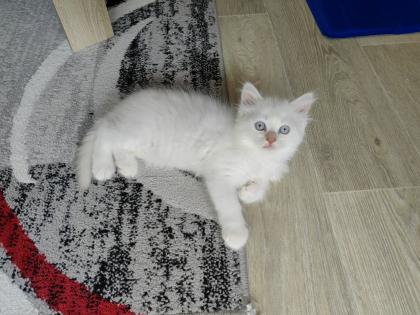 Maine Coon /BLH Katerchen Archie sucht ab 01. 08. 23 sein Zuhause