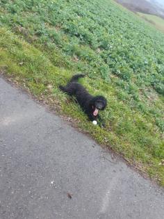 Wurfankündigung F1 Labradoodle