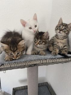Katzenbabys Van Katze Main Coon Mischling