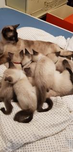 Siam /Thai Kitten Seal Chocolate Point Babys Kätzchen