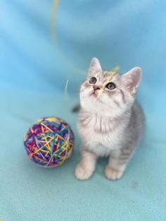 BKH Kitten Silver Shaded Stammbaum