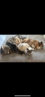 Chihuahua Deckrüde Smokey sucht liebevolle Hündin