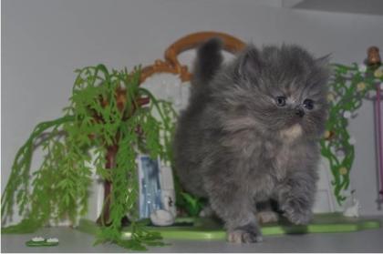 Reinrassige Perser Blau Crem Katze