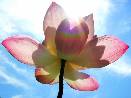 Workshop CranioSacral Yoga in Hamburg