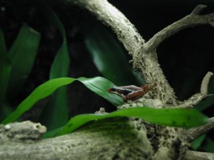 Pfeilgiftfrösche epipedobates tricolor NZ 08