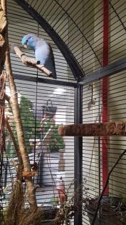Blaugenickssperlingspapagei ca. 4 Jahre sucht neues Zuhause