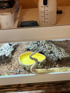 Königspython inkl. Kunsstoffterrarium