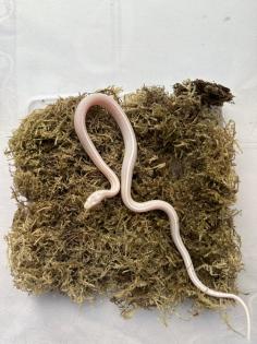 Kornnatter 0 1 Snow Tessera Motley