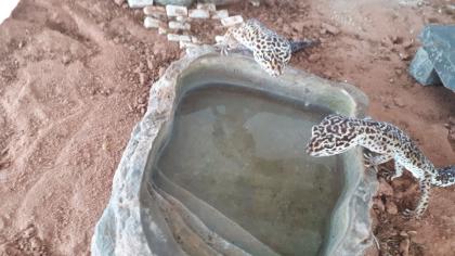 3 Leopardgeckos abzugeben