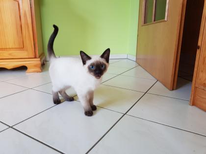 Siamkatze Thaikatze alte Art der Siam Kater Kitten blue point