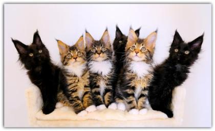 Sechs klassische Maine Coon Kitten mit Stammbaum.