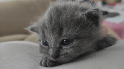 Reinrassige BKH Kitten suchen liebevolles Zuhause