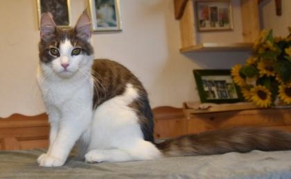 Zuzanna- Maine Coon Mädel mit Papieren 14 Monate kastriert