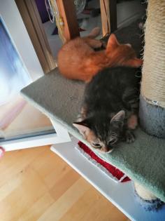 2 Katzenbabys 12 Wochen Weibchen und Junge