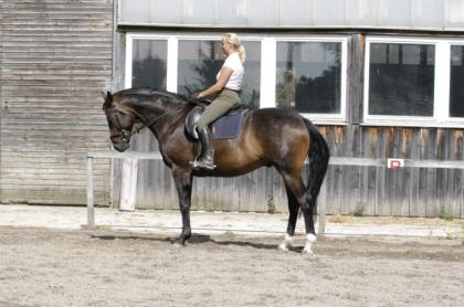 Wallach 5 Jahre professioneller Vollberitt