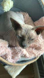 Verkaufe Sphynx Canadian Kater dringend
