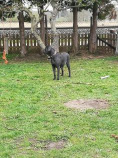 Tolle Cane Corso Welpen blueliner