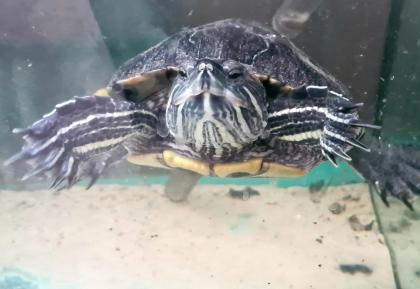 Verschenke Wasserschildkröten