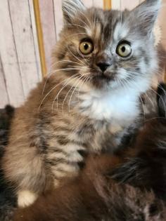 Maine Coon Perser Katze