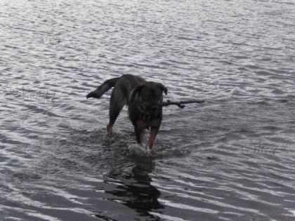 Altdeutscherschäferhund-Schweizersennenmix Hündin nur in liebevolle Hände abzug