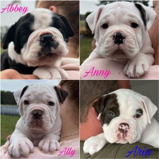 Old englisch Bulldog OEB Welpen zu verkaufen