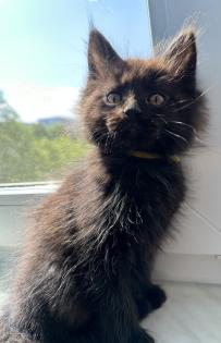 Maine Coon mix- alter Art Babys