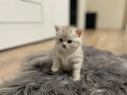 Fünf gesunde süße BKH- Kitten suchen ein neues Zuhause.
