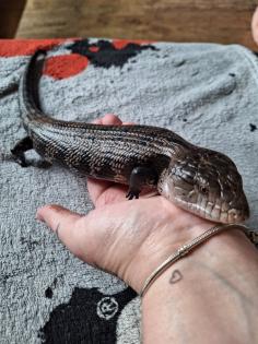 Blauzungenskink ohne Terrarium