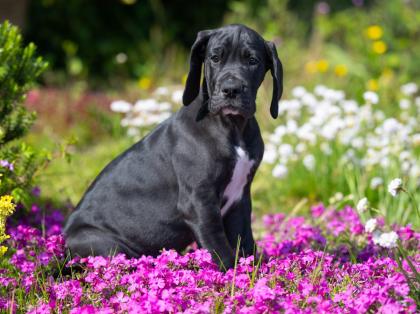 Wunderschöne schwarzes Deutsche Doggen Mädchen geb. 17. 03. 2023