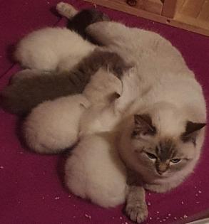 Edelmixkitten Katerchen
